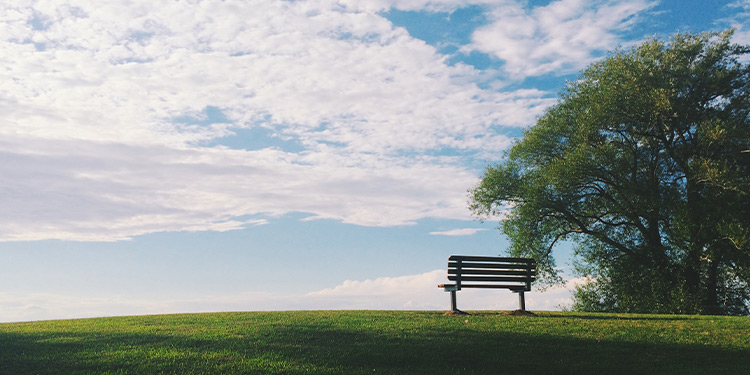An empty bench on a hillside, next to a large tree