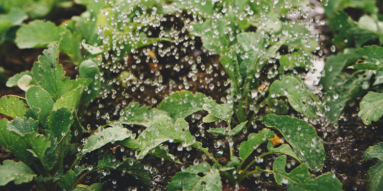 Close up of green leafy plants being watered
